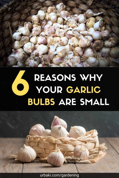 When To Plant Garlic Bulbs, How To Dry Garlic Bulbs, Growing Garlic In Containers, Easiest Vegetables To Grow, Garlic Garden, Garlic Bulbs, Indoor Vegetables, Vegetables To Grow, Planting Garlic