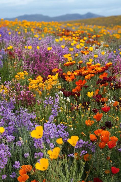 Field Of Wildflowers Aesthetic, Namaqualand Flowers South Africa, Namaqualand Flowers, Alaska Wildflowers, Oregon Wildflowers, Kansas Wildflowers, Colorado Flowers, Wild Flower Garden, Wildflower Wedding Theme