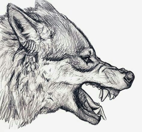 Wolf Snarl, Wolf Head Drawing, Wolf Sketch, Animal Drawings Sketches, Canine Art, Wolf Drawing, Architecture Drawing Art, Wolf Tattoos, Animal Sketches