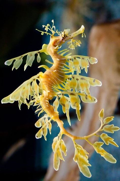 ♔ Dragons de Mer Feuillus - Leafy Sea Dragons (Phycodurus eques) Leafy Sea Dragon Tattoo, Hippocampus Art, Leafy Seahorse, Dragon Seahorse, Seahorse Mermaid, Leafy Seadragon, Cool Sea Creatures, Leafy Sea Dragon, Sea Dragons