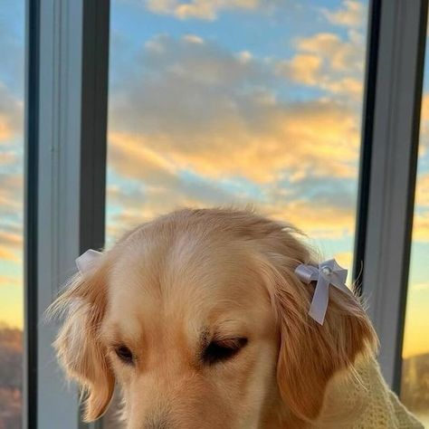 Golden Retriever Official🐶♥️ on Instagram: "Matching the sunnyy set🌤️🎀

Me thinks yewow wooks good on me💛

I’m so happy to have so many fwends here, let me know if you have a doggo in the comments and what bweed🤍

🎥: @hazelbearperna" Golden Retriever Girl, Rat Dog, Preppy Dog, Dog Aesthetic, Very Cute Puppies, Cute Small Animals, A Golden Retriever, Cute Animals Puppies, Dog Photograph