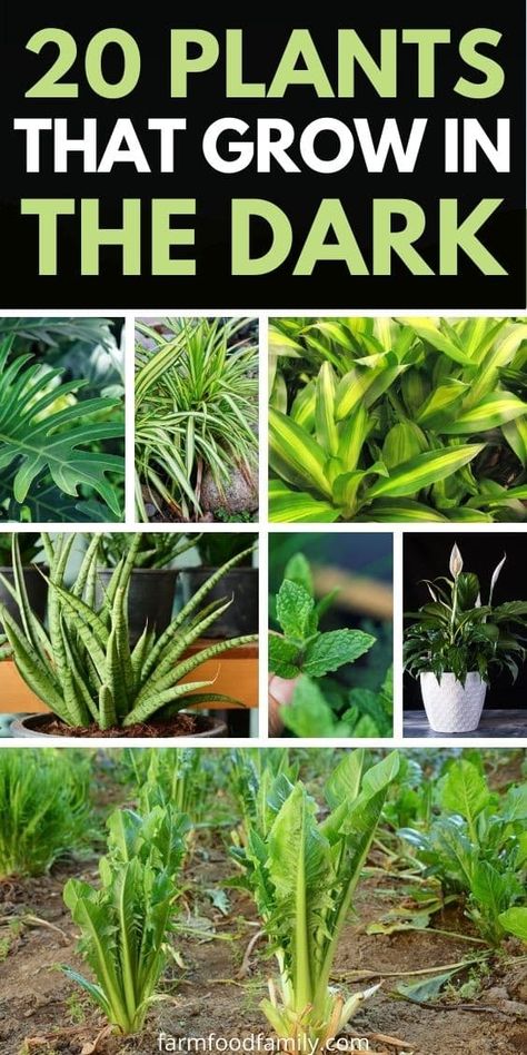 20 Best Plants That Grow In The Dark (Houseplants, Vegetables) Plants For Dark Spaces, Plants In Dark Rooms, Indoor Plants For Dark Spaces, Plants That Grow In Dark Rooms, Plants For Dark Rooms, Plants That Grow In The Dark, House Plants That Don’t Need Much Light, Plants That Don’t Require Sunlight, Keeping Plants Alive