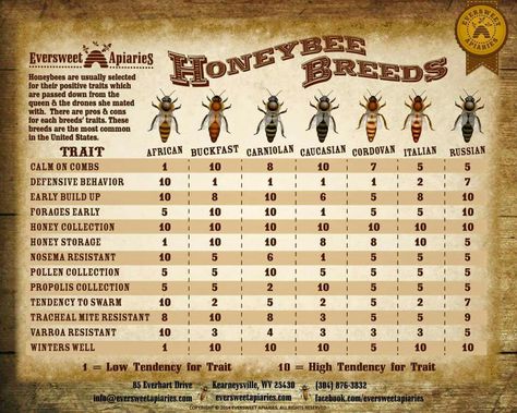 Bee chart by characteristics Backyard Bee, Raising Bees, Bee Boxes, Birds And The Bees, Bee Keeper, Bee Friendly, Bee Mine, Free Poster, Hobby Farms