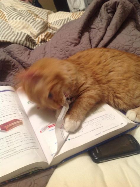 Uh…my cat ate my homework? | Community Post: 23 Cats Who Demand That You Take A Study Break Right Now Cat Humour, Söt Katt, Cat Icon, Ginger Cats, Cat Aesthetic, Pretty Cats, Cute Little Animals, الرسومات اللطيفة