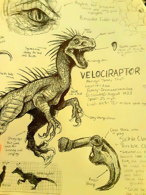 Sketches Of Dinosaurs, Dinosaur Art Sketch, Dinosaur Art Reference, Dinousar Drawing, Raptor Drawing Reference, How To Draw A Velociraptor, Drawing Ideas Dinosaurs, Dinosaur Drawing References, Dinosaur Diagram