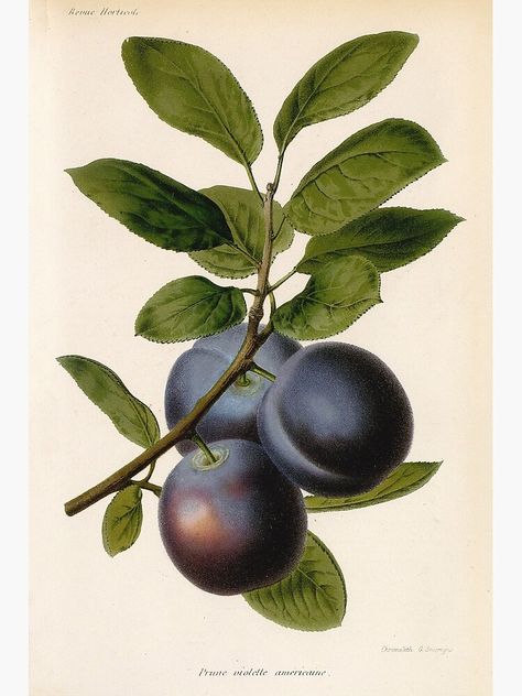 Plum Art, Science Illustration, Homemade Art, Fruits Images, Pen Art Drawings, Illustration Botanique, Fruit Illustration, Scientific Illustration, Illustration Vintage