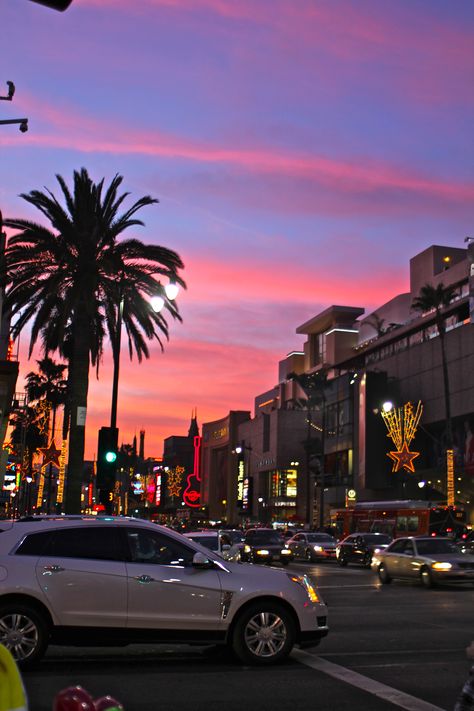 Trees, Palm Trees, Tall Buildings