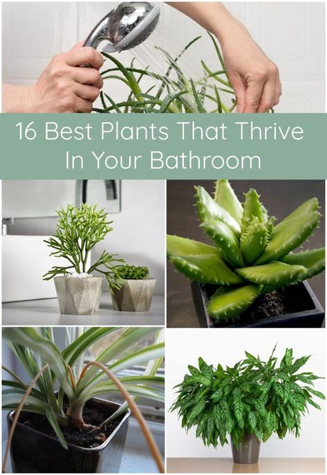 Plants add beauty and intrigue to a bathroom - but not all plants are cut out for the humid, shady conditions. These plants are... Diy Bathroom Plant Decor, Hanging Plants Indoor Bathroom, Plants That Like Humidity, Plants For Bathroom Showers, Plants In A Bathroom, Plants For Dark Bathroom, Hanging Plants In Bathroom Ideas, Humid Plants, Dark Bathroom Plants