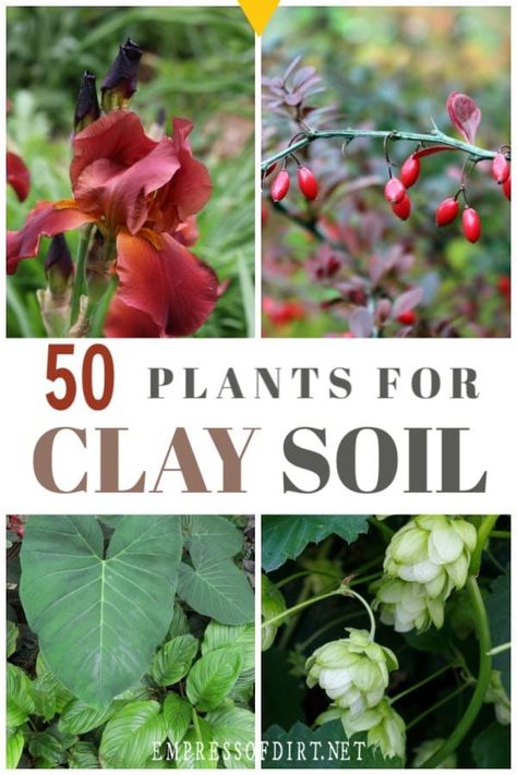 Plants For Clay Soil, Clay Soil Plants, Planting In Clay, Flowering Perennials, Clay Soil, Creative Gardening, Garden Landscape, Flowers Wallpaper, Garden Soil