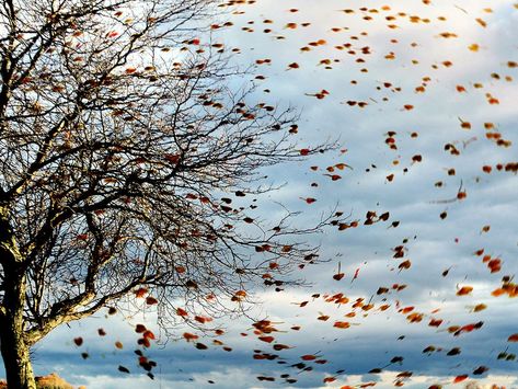 Gust of wind blowing leaves off a tree in autumn. Leaves Blowing In The Wind, Leaves Blowing, Tree In Autumn, Gust Of Wind, Wind Blowing, Blowing In The Wind, Altered Images, Local Farm, Tree Leaves