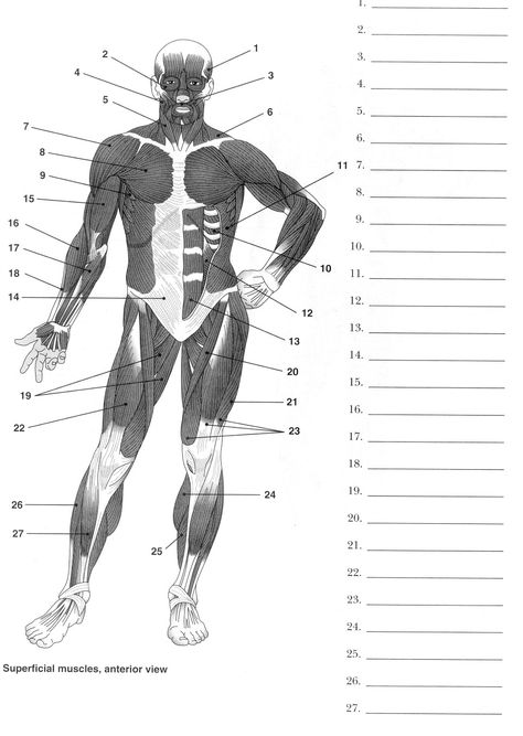 Label Muscles Worksheet Anatomy Worksheets, Anatomi Dan Fisiologi, Human Body Muscles, Skeletal System Worksheet, Muscular System Anatomy, Human Muscular System, Skeletal And Muscular System, Muscle Diagram, Human Body Worksheets