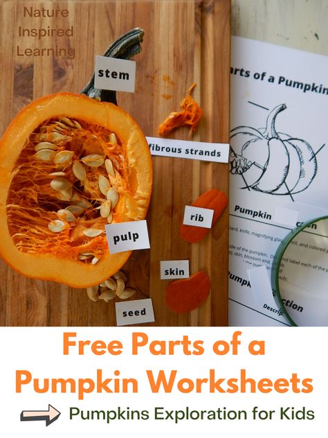 Pumpkin Parts Labeling, Pumpkin Labels Free Printable, Pumpkin Science First Grade, Pumpkin Unit Study 2nd Grade, Pumpkin Homeschool Activities, Anatomy Of A Pumpkin, Pumpkin Worksheets Free Printable, Pumpkin Nature Study, Pumpkin Science Kindergarten