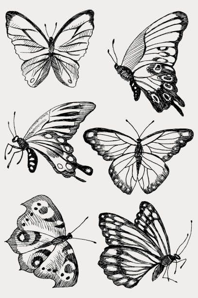 13,274 Butterfly Line Drawing Stock Photos, Pictures & Royalty-Free Images - iStock Animal Line Art Drawing, Drawing Inspo Photography, Different Butterfly Drawing, Line Butterfly Drawing, Hand And Butterfly Drawing, In The Time Of The Butterflies, Butterfly Reference Drawing, Butterfly Drawing Reference, Butterflies Line Drawing