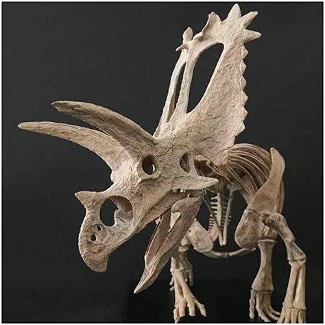 Triceratops Skeleton, Hsc Art, Dinosaur Statue, Animal Skeleton, Dinosaur Alphabet, Dinosaur Tattoos, Skeleton Model, Animal Skeletons, Fossil Bones