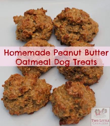 Oatmeal Dog Treats, Dog Treats Homemade Easy, Dog Biscuit Recipes, Homemade Oatmeal, Peanut Butter Dog Treats, Pet Tips, Dog Treats Homemade Recipes, Treats Recipes, Diy Dog Treats