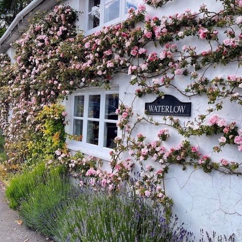 12 Stunning Wall Climbing Roses - SONG OF ROSES Roses On House Wall, Climbing Rose On Wall, Roses Climbing On House, All Dressed Up Rose, Climbing Roses Wall, Cecile Brunner Climbing Rose, How To Prune Climbing Roses, Climbing Rose Garden Ideas, Climbing Rose On House