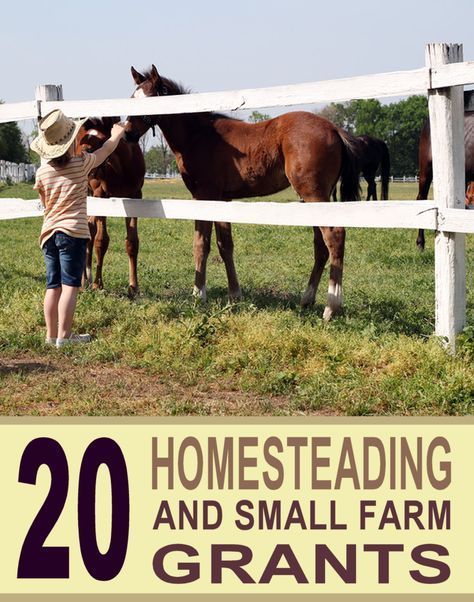 Starting A Farm, Homestead Farm, Farm Layout, Farm Business, Future Farms, Homesteading Skills, Urban Homesteading, Mini Farm, Living Off The Land