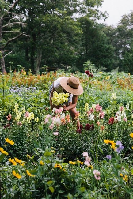 Planning Garden, Gardening Design, Gardening Landscaping, Gladioli, Picking Flowers, Landscaping Garden, Garden Idea, Longwood Gardens, Party Garden