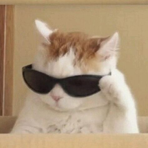 Meme Chat, Cat With Sunglasses, Gatos Cool, Anak Haiwan, Koci Humor, Funny Cat Wallpaper, Haiwan Lucu, Image Chat, Tapeta Galaxie