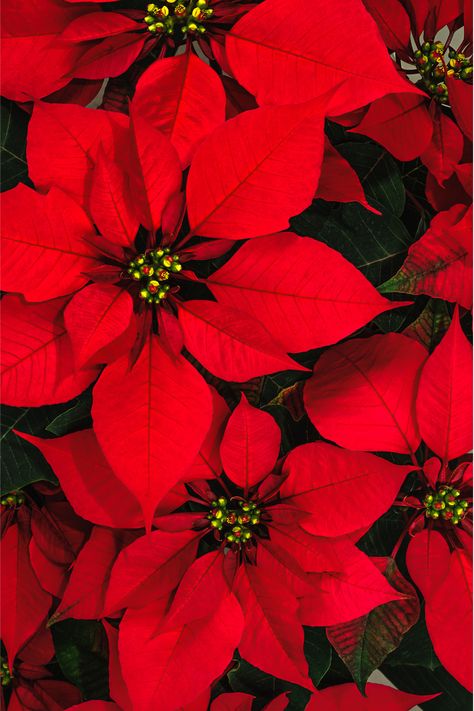 Poinsettia Wallpaper Iphone, Pointessia Christmas, Christmas Flowers Aesthetic, Christmas Ponsietta, Poinsettia Photography, Ponsietta Flowers, Pointsetta Plant, Pointsetta Flower, Flower Images Pictures