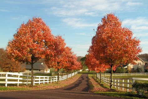 Front Of House Landscape Ideas Farmhouse, Maple Tree Landscape, Beautiful Driveways, Driveway Entrance Landscaping, Farm Entrance, Red Maple Tree, Tree Lined Driveway, Driveway Entrance, White Fence