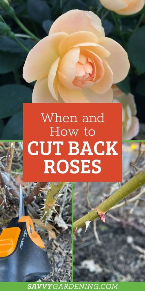 Caring For Roses Bushes, Trim Rose Bushes How To, When To Prune Rose Bushes, How To Trim Rose Bushes For Winter, How To Plant Roses Bushes, Rose Bush Trellis Ideas Diy, How To Prune A Rose Bush, How To Care For Roses Bushes, How To Take Care Of Rose Bushes