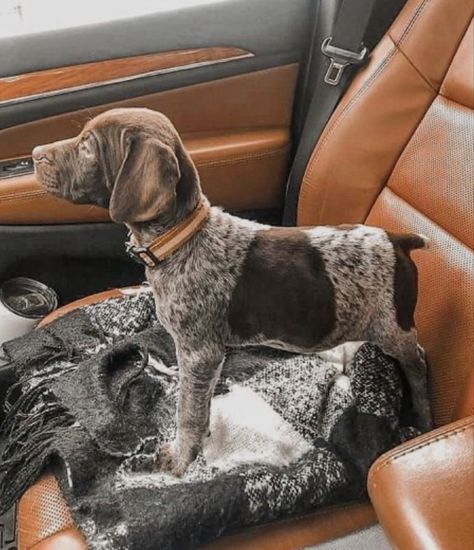 Gsp Dogs, Gsp Puppies, German Shorthaired Pointer Dog, Cute Dogs Images, Pointer Dog, Cute Animals Puppies, Hapkido, Very Cute Dogs, Really Cute Dogs