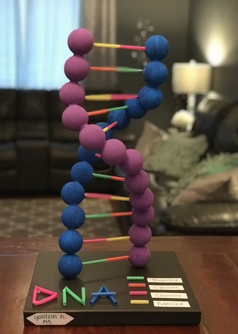 Dna Model Project Diy How To Make, Biology Project Ideas School, Model Of Dna Project, Dna Models Projects, Dna School Project, Dna Strand Project, Easy Dna Model Project, How To Make Dna Model, Dna Molecule Project