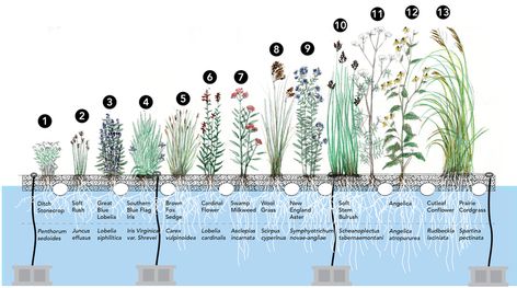 Plants for Your Vegetated Floating Islands - Lake LaVerne Floating Islands Floating Pond Island, Floating Island Landscape, Estuary Ecosystem, Floating Wetland, Constructed Wetland, Wetland Plants, Floating Structure, Floating Gardens, Pool Drawing