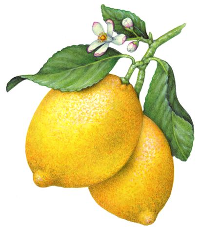 Botanical illustration of a lemon branch with two whole lemons, lemon flowers and leaves. Lemon Drawing, Lemon Branch, Lemon Flowers, Fruits Drawing, Lemon Art, Watercolor Fruit, Illustration Botanique, Soyut Sanat Tabloları, Lemon Decor