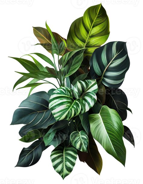 Tropical leaves foliage plant bush floral arrangement on transparent background, created with Tropical Plant Arrangements, Jungle Leaves Tattoo, Tropical Leaves Drawing, Safari Leaves, Tropical Ferns, Tropical Vines, Plant Tattoos, Flower References, Green Nature Wallpaper