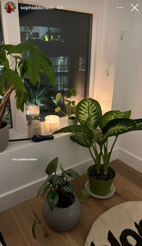 Cute Apartment Plants, Lots Of Plants Aesthetic, Home Aesthetic Plants, House Plants For Bedroom, Big Pot Plants Indoor, Room Inspo Plants Minimalist, Shelf Of Plants, Minimalist Living Room Plants, Minimalist Apartment With Plants