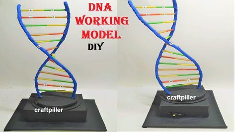 dna working model science project | DIY | craftpiller  @howtofunda ​ Diy For School, Model Science Project, Dna Model Project, Science Project Ideas, Science Project Models, Science Model, Science Exhibition, Geography Project, Physics Projects