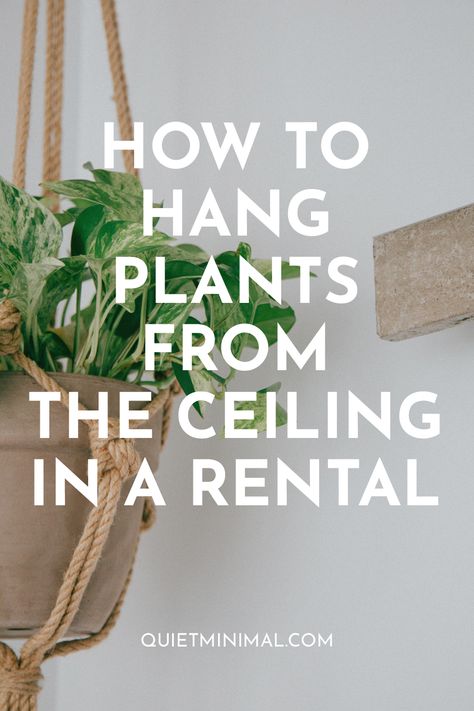 Ceiling Hanging Decor, Hang Plants From Ceiling, Hanging Plant Ideas, Hang Plants, Hanging Indoor Plants, Indoor Plant Wall, Minimal Interior, Hanging Plant Wall, Plants Wall