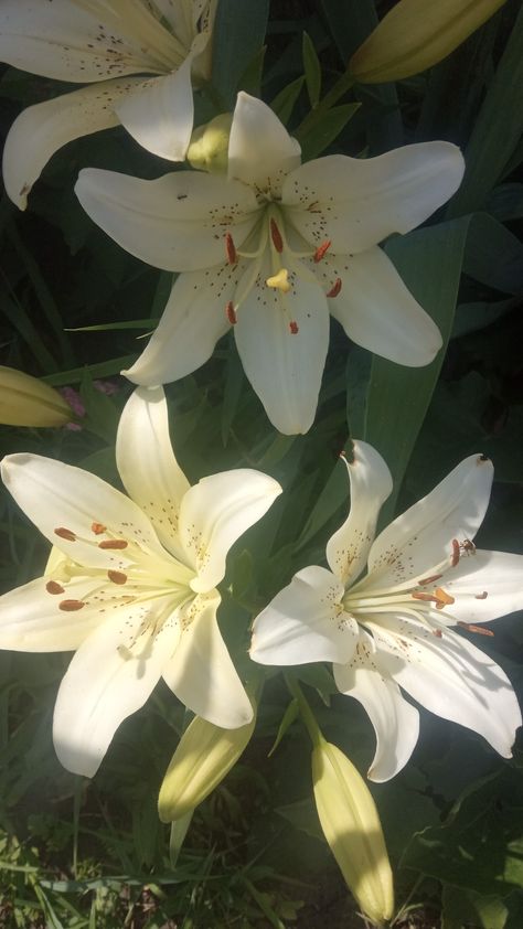 Theme Nature, Nothing But Flowers, Flowers Aesthetic, Flower Therapy, White Lilies, Pretty Plants, Exotic Flowers, Lily Flower, Flowers Nature