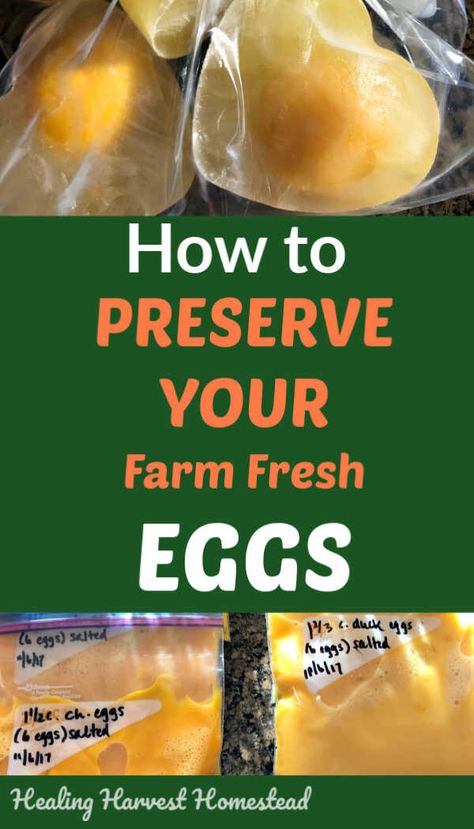 Keeping Eggs Long Term, How To Use Up Extra Eggs, Frozen Egg Recipes, Ways To Preserve Eggs, How To Freeze Eggs The Right Way, Store Eggs Long Term, Extra Eggs Recipes, How To Store Eggs, Storing Eggs Long Term