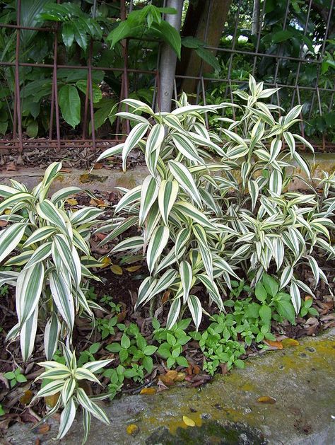 Dracaena sanderiana - Wikiwand Dracaena Cinnabari, Dracaena Sanderiana, Ribbon Plant, Dracaena Marginata, Dracaena Plant, Zebra Plant, Socotra, Dragon Tree, Buy Plants Online