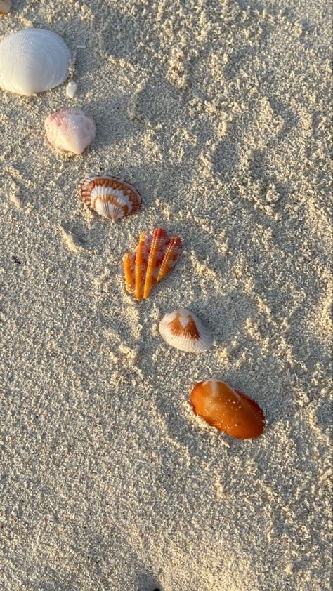 Shells Beach Aesthetic, Sunset Beach Aesthetic, Heal Sunburn, Hot Beach, Aloe Vera Plant, She Sells Seashells, Ocean Vibes, After Sun, Orange Beach