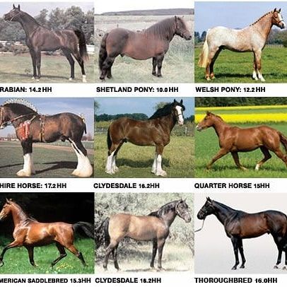 Different Types Of Horses, Types Of Horses Breeds, Horse Breeds Chart, Type Of Horses, Horse Basics, Different Breeds Of Horses, Horses Colors, Horse Types, Breeds Of Horses