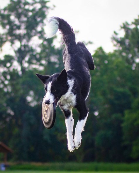 Border Collie Jumping, Dog Jumping Reference, Dog Art Reference Photo, Dynamic Dog Poses, Border Collie Herding, Animal Poses, Dogs Running, Dog Frisbee, Jumping Dog