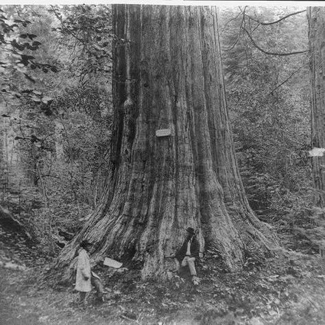 The Current State of American Chestnut Tree Conservation - FineGardening Chestnut Tree, American Chestnut, Garden Railway, Planting Tips, Chestnut Trees, Fine Gardening, Bountiful Harvest, Forest Service, Native American Tribes