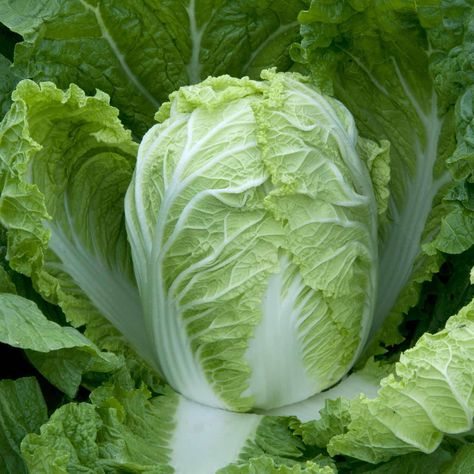 Questar F1 Seeds grow dark green, compact cabbages quickly--ideal for early-cropping. Showing strong resistance to disease and bolting. Growing Cabbage, Growing Calendar, Oils For Relaxation, Dark Green Colour, Cabbage Seeds, Healing Waters, Green Queen, Cabbage Leaves, Chinese Cabbage