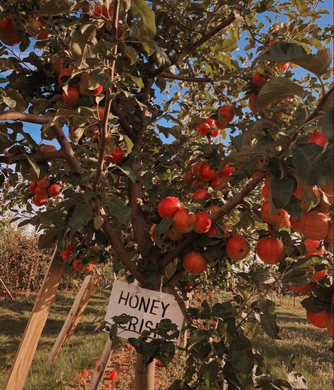 Dessert Apple, Fall Autumn Aesthetic, Apple Garden, Fall Dates, Apple Dessert, Fall Mood Board, Fall Bucket List, Fall Apples, Apple Orchard