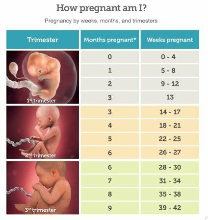 Pregnancy Timeline, Pregnancy Facts, Pregnancy Calculator, دورة شهرية, 3rd Trimester, Baby Kicking, Pumping Moms, Second Trimester, Baby Sleep Problems