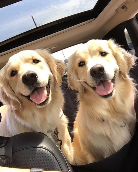 lovelyariannax 2 Golden Retrievers, Golden Retriever Mix, Puppy Photos, Retriever Puppy, Two Dogs, Dogs Golden Retriever, Retriever Dog, Small Dog Breeds, Golden Retrievers