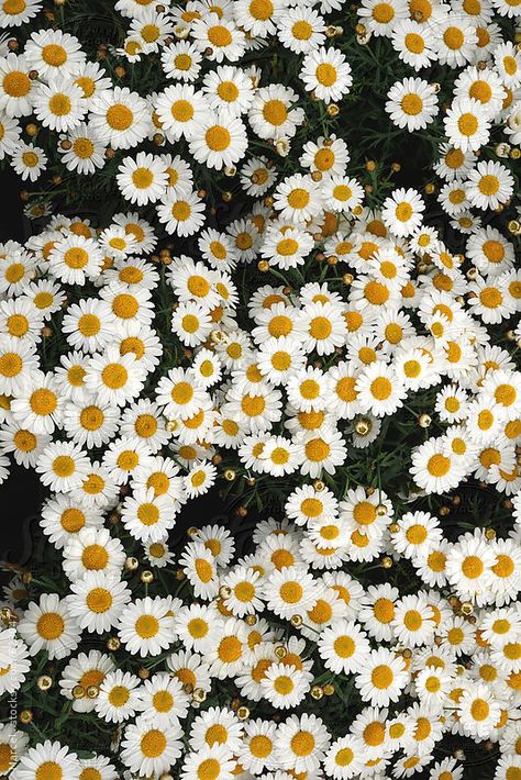 Summer flowers background of white daisies by Marcel for Stocksy United Flower Background Iphone, Daisy Wallpaper, White Petals, Flowers Background, Starting A Garden, Yellow Daisies, White Daisies, Yellow Heart, Trendy Flowers