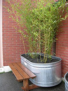 Diy Stock Tank, Bamboo Containers, Growing Bamboo, Bamboo Privacy, Bamboo In Pots, Bamboo Screening, Bamboo Planter, Galvanized Tub, Metal Tub