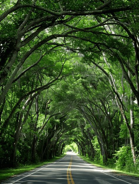 A Scenic Drive Through Florida's Tree Tunnel Tunnel Of Trees, Scary Bridges, Florida National Parks, Florida Trees, Tree Tunnel, The Martin, Drive Through, Old Florida, Scenic Drive