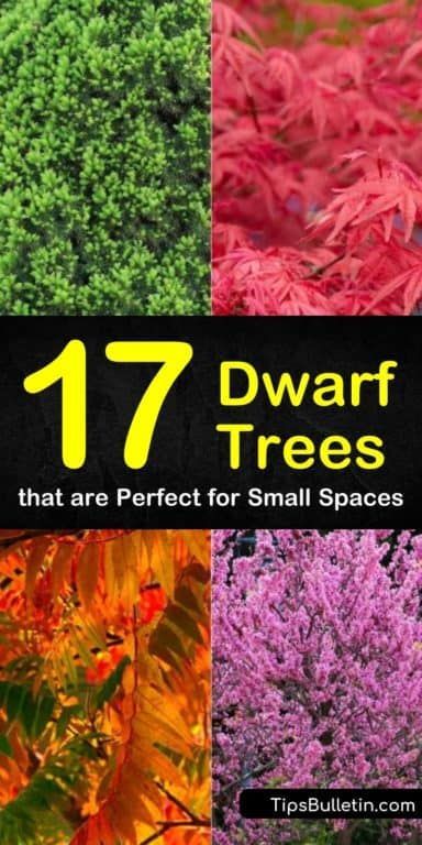 Discover 17 new dwarf trees perfect for small spaces and porches. Find out which plants can be used for hedges in landscaping, ornamental gardening, or can be grown in pots. Choose from dwarf flowering trees, vibrant evergreens, or yummy trees that produce fruit. #dwarf #trees #evergreen #flowering Ornamental Trees Landscaping, Types Of Trees, Trees For Front Yard, Tattoo Plant, Landscaping Trees, Specimen Trees, Potted Trees, Ornamental Trees, Garden Trees