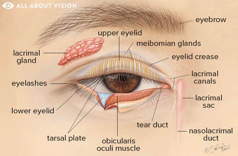 Eyelid: Parts of the Eyelid and How They Work - All About Vision Triple Eyelid, Eyelid Anatomy, Eye Diagram Anatomy, How To Lift Eyelids Naturally, Eyes Anatomy Medical, Structure Of Eye Diagram, Swollen Eyelid, Swollen Eyes, Eyelid Lift